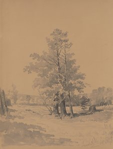 Alberi al margine della foresta